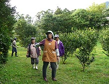 果樹園芸試験場を見学する農家